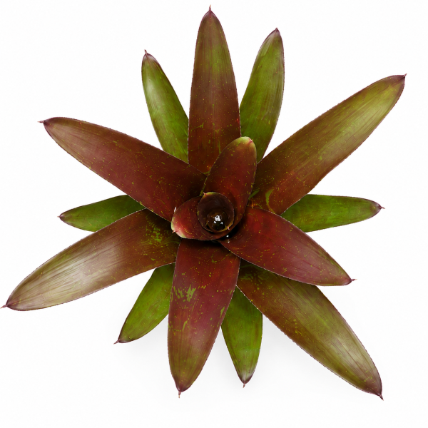 Neoregelia fuego ancho giant 25–30 cm, ungetopft,  – große Bromelie für Dendrobaten & Pfeilgiftfrösche – epiphytische Terrarienpflanze ohne Erde – tropische Regenwaldpflanze für Feuchtraumterrarium