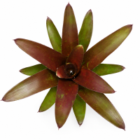 Neoregelia fuego ancho giant 25–30 cm, ungetopft,...