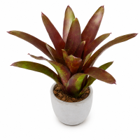 Neoregelia fuego ancho giant 25–30 cm, ungetopft,...