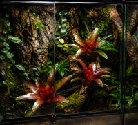 Neoregelia fuego ancho giant 25–30 cm, ungetopft,  – große Bromelie für Dendrobaten & Pfeilgiftfrösche – epiphytische Terrarienpflanze ohne Erde – tropische Regenwaldpflanze für Feuchtraumterrarium