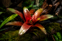 Neoregelia fuego ancho giant 25–30 cm, ungetopft,  – große Bromelie für Dendrobaten & Pfeilgiftfrösche – epiphytische Terrarienpflanze ohne Erde – tropische Regenwaldpflanze für Feuchtraumterrarium