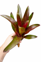 Neoregelia fuego ancho giant 25–30 cm, ungetopft,  – große Bromelie für Dendrobaten & Pfeilgiftfrösche – epiphytische Terrarienpflanze ohne Erde – tropische Regenwaldpflanze für Feuchtraumterrarium