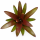 Neoregelia fuego ancho giant 25–30 cm, ungetopft,  – große Bromelie für Dendrobaten & Pfeilgiftfrösche – epiphytische Terrarienpflanze ohne Erde – tropische Regenwaldpflanze für Feuchtraumterrarium
