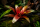 Neoregelia fuego ancho giant 25–30 cm, ungetopft,  – große Bromelie für Dendrobaten & Pfeilgiftfrösche – epiphytische Terrarienpflanze ohne Erde – tropische Regenwaldpflanze für Feuchtraumterrarium