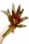 Neoregelia fuego ancho giant 25–30 cm, ungetopft,  – große Bromelie für Dendrobaten & Pfeilgiftfrösche – epiphytische Terrarienpflanze ohne Erde – tropische Regenwaldpflanze für Feuchtraumterrarium
