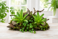 Neoregelia ampullacea ungetopft – tropische Bromelie für Terrarium, Gesteck & Zimmerdeko