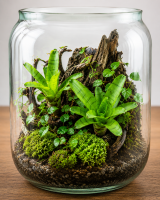 Neoregelia ampullacea ungetopft – tropische Bromelie für Terrarium, Gesteck & Zimmerdeko