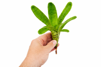 Neoregelia ampullacea ungetopft – tropische Bromelie für Terrarium, Gesteck & Zimmerdeko
