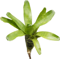 Neoregelia ampullacea, ungetopft