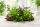 Neoregelia ampullacea ungetopft – tropische Bromelie für Terrarium, Gesteck & Zimmerdeko