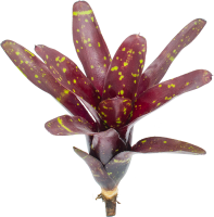 Neoregelia hansen Mini, ungetopft