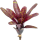 Neoregelia hansen Mini, ungetopft