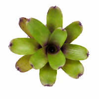 Neoregelia mephisto – ungetopfte Bromelie für...