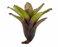 Neoregelia mephisto – ungetopfte Bromelie für...