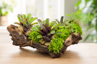 Neoregelia mephisto – ungetopfte Bromelie für Terrarium, Gesteck & tropische Zimmerdeko