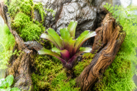 Neoregelia mephisto – ungetopfte Bromelie für Terrarium, Gesteck & tropische Zimmerdeko