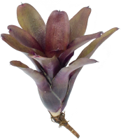 Neoregelia mephisto, ungetopft