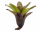 Neoregelia mephisto – ungetopfte Bromelie für Terrarium, Gesteck & tropische Zimmerdeko