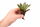 Neoregelia mephisto – ungetopfte Bromelie für Terrarium, Gesteck & tropische Zimmerdeko