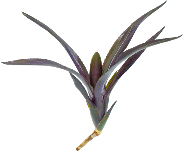Neoregelia midas, ungetopft