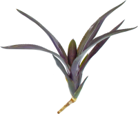 Neoregelia midas, ungetopft
