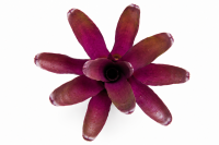 Neoregelia schultesiana – ungetopfte Bromelie 13 cm...