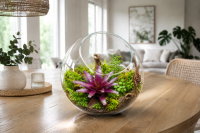Neoregelia schultesiana – ungetopfte Bromelie 13 cm für Terrarium, Gesteck & tropische Zimmerdeko