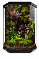 Neoregelia schultesiana – ungetopfte Bromelie 13 cm für Terrarium, Gesteck & tropische Zimmerdeko