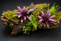 Neoregelia schultesiana – ungetopfte Bromelie 13 cm für Terrarium, Gesteck & tropische Zimmerdeko