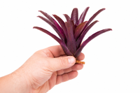 Neoregelia schultesiana – ungetopfte Bromelie 13 cm für Terrarium, Gesteck & tropische Zimmerdeko