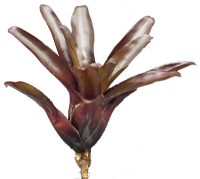 Neoregelia schultessiana, ungetopft