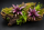 Neoregelia schultesiana – ungetopfte Bromelie 13 cm für Terrarium, Gesteck & tropische Zimmerdeko