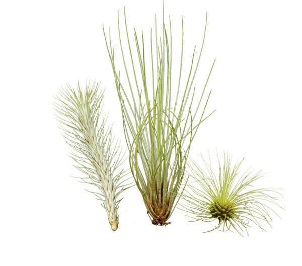 Ausgefallenes Tillandsien 3er-Set, 1 Tillandsia festucoides, 1 Tillandsia funckiana, 1 Tillandsia fuchsii v. gracilis