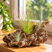 Tillandsien 3er-Set – 3 ausgefallene Luftpflanzen...