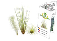 Ausgefallenes Tillandsien 3er-Set, 1 Tillandsia festucoides, 1 Tillandsia funckiana, 1 Tillandsia fuchsii v. gracilis