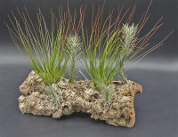 Ausgefallenes Tillandsien 3er-Set, 1 Tillandsia festucoides, 1 Tillandsia funckiana, 1 Tillandsia fuchsii v. gracilis