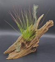 Ausgefallenes Tillandsien 3er-Set, 1 Tillandsia festucoides, 1 Tillandsia funckiana, 1 Tillandsia fuchsii v. gracilis