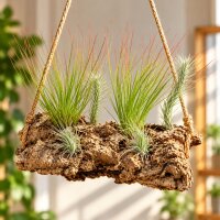Tillandsien 3er-Set – 3 ausgefallene Luftpflanzen ohne Erde, 5–20 cm
