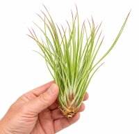 Tillandsien 3er-Set – 3 ausgefallene Luftpflanzen ohne Erde, 5–20 cm