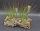 Ausgefallenes Tillandsien 3er-Set, 1 Tillandsia festucoides, 1 Tillandsia funckiana, 1 Tillandsia fuchsii v. gracilis