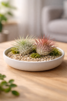 Tillandsia ionantha (ca. 7 cm) – Echte Luftpflanze...