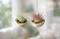 Tillandsia ionantha (ca. 7 cm) – Echte Luftpflanze ohne Erde – Pflegeleicht & dekorativ – Ideal für Terrarium, Deko & Geschenk – Air Plant Bromelie – plastikfrei verpackt