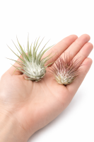 Tillandsia ionantha (ca. 7 cm) – Echte Luftpflanze ohne Erde – Pflegeleicht & dekorativ – Ideal für Terrarium, Deko & Geschenk – Air Plant Bromelie – plastikfrei verpackt