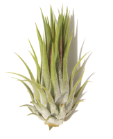 Tillandsia ionantha