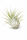 Tillandsia ionantha (ca. 7 cm) – Echte Luftpflanze ohne Erde – Pflegeleicht & dekorativ – Ideal für Terrarium, Deko & Geschenk – Air Plant Bromelie – plastikfrei verpackt