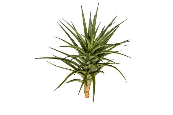 Tillandsia aeranthos