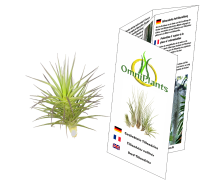 Tillandsia aeranthos