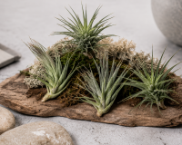 Tillandsia aeranthos