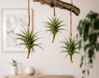 Tillandsia aeranthos