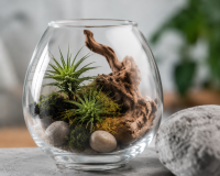 Tillandsia aeranthos